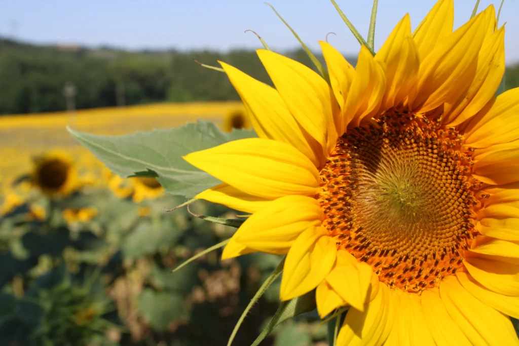 Tuscan landscape with sunflowers
