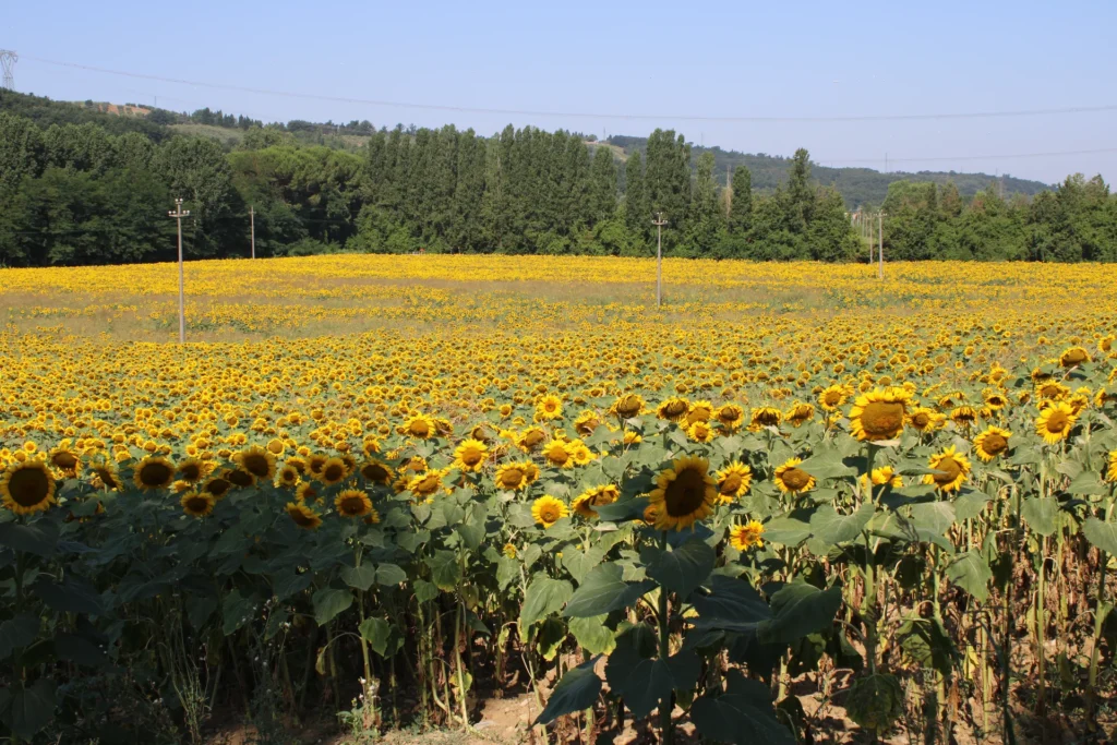 beautiful summer yellow tuscan landscape