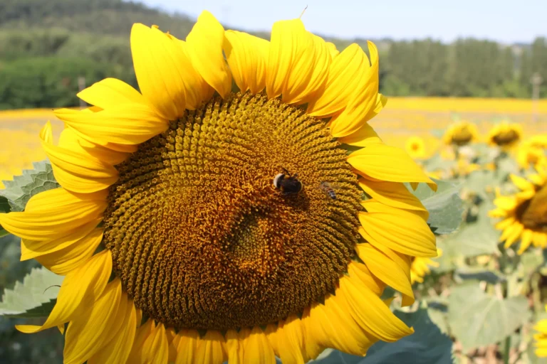 Tuscan landscape, sunflowers and bees